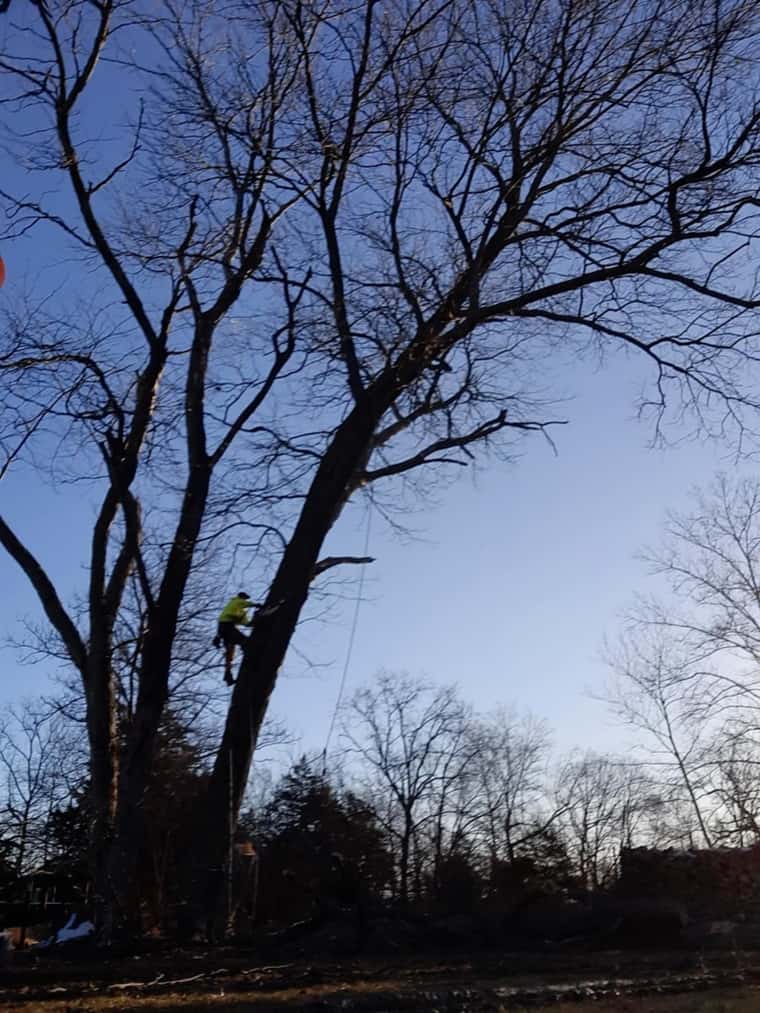 Evans Outdoor Solutions tree removal near Springfield, MO