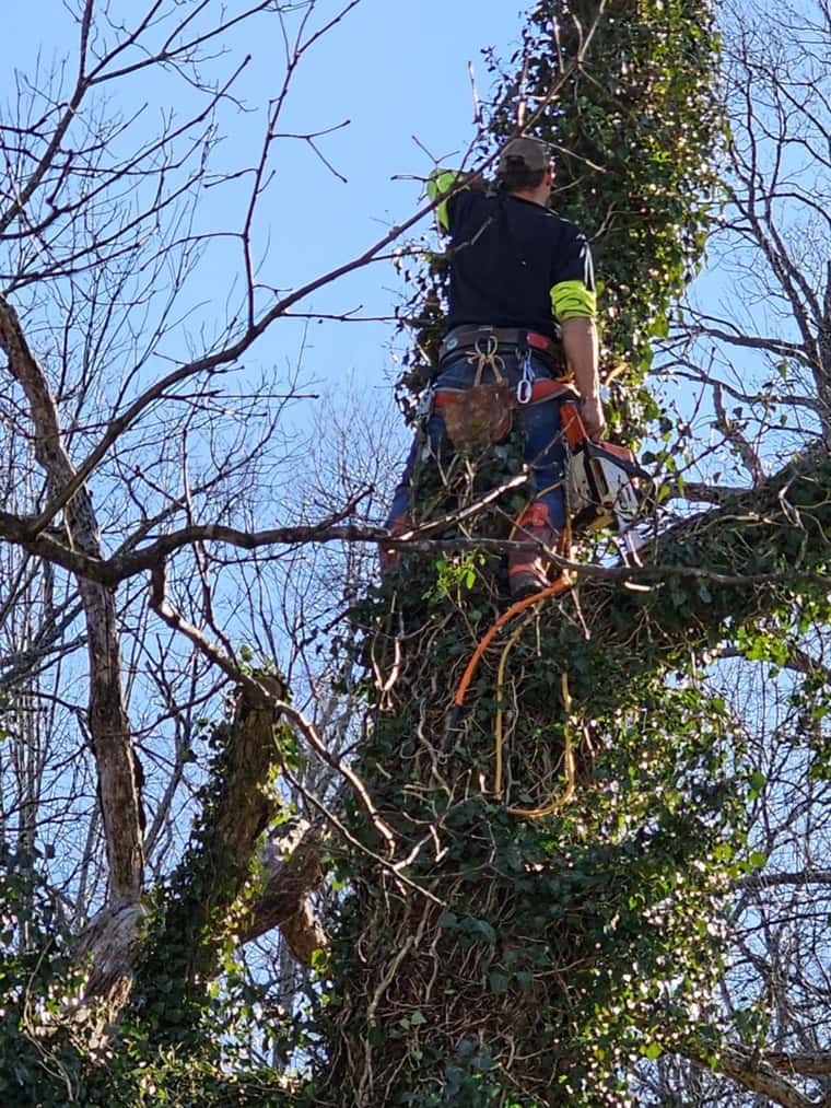 Careful tree work close to a structure near Springfield, MO